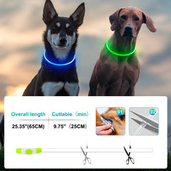 Kpuplol dog wearing collar during night walk in low-light environment.