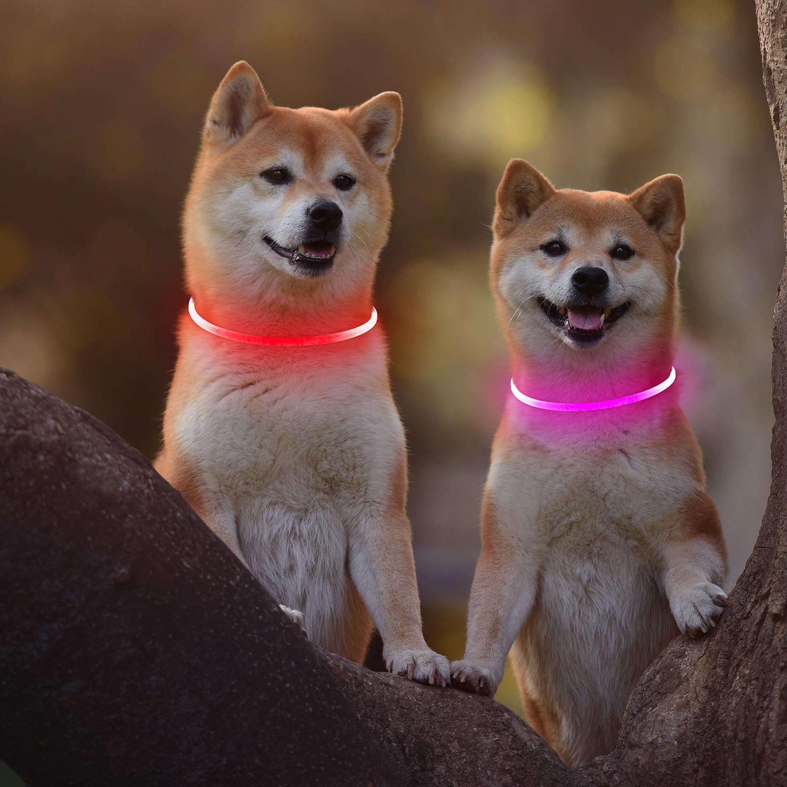 Kpuplol two-pack dog collars for spare or multi-pet use