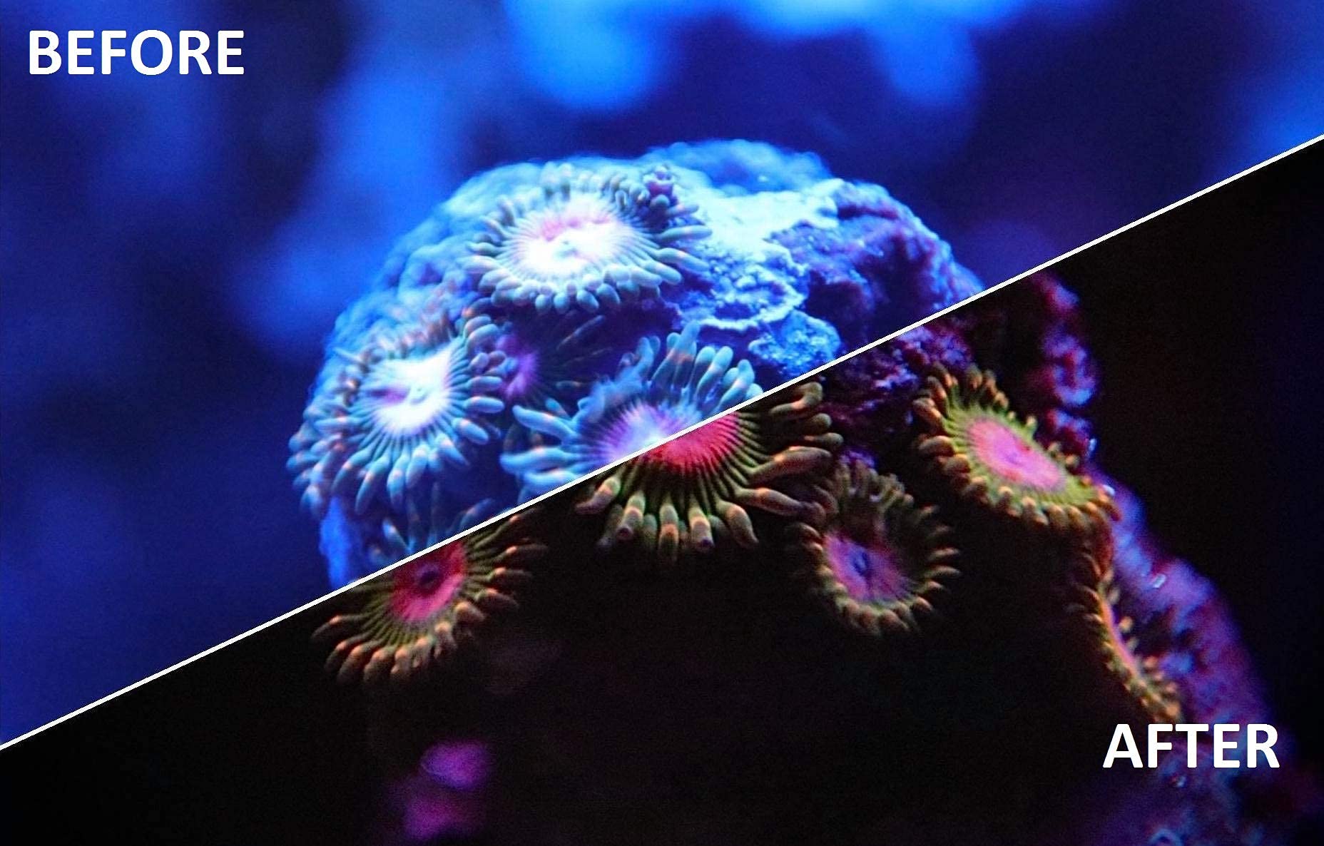 Kraken Reef UV Coral Viewing Glasses designed for aquarium enthusiasts and coral hobbyists.