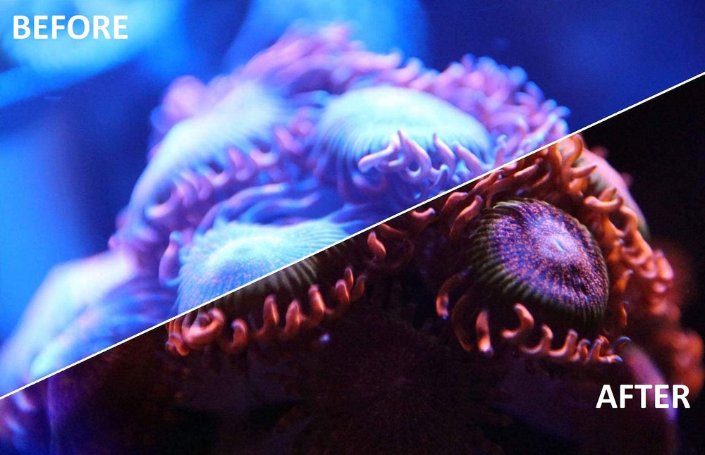Kraken Reef UV Coral Viewing Glasses on-the-go reef photography inspiration.