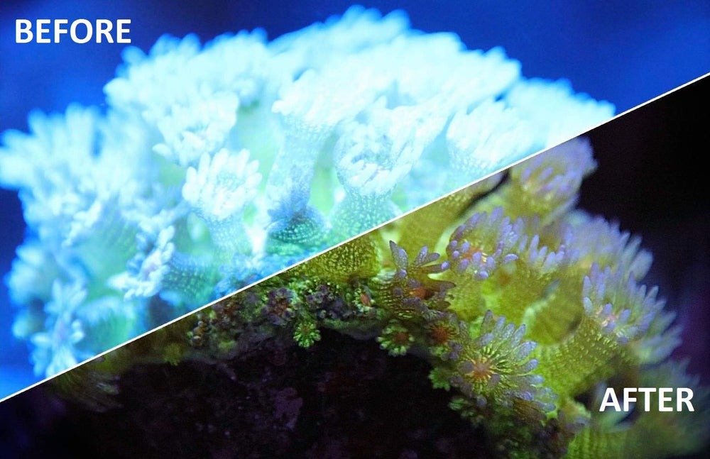 Kraken Reef UV Coral Viewing Glasses show off corals with enhanced color and contrast.