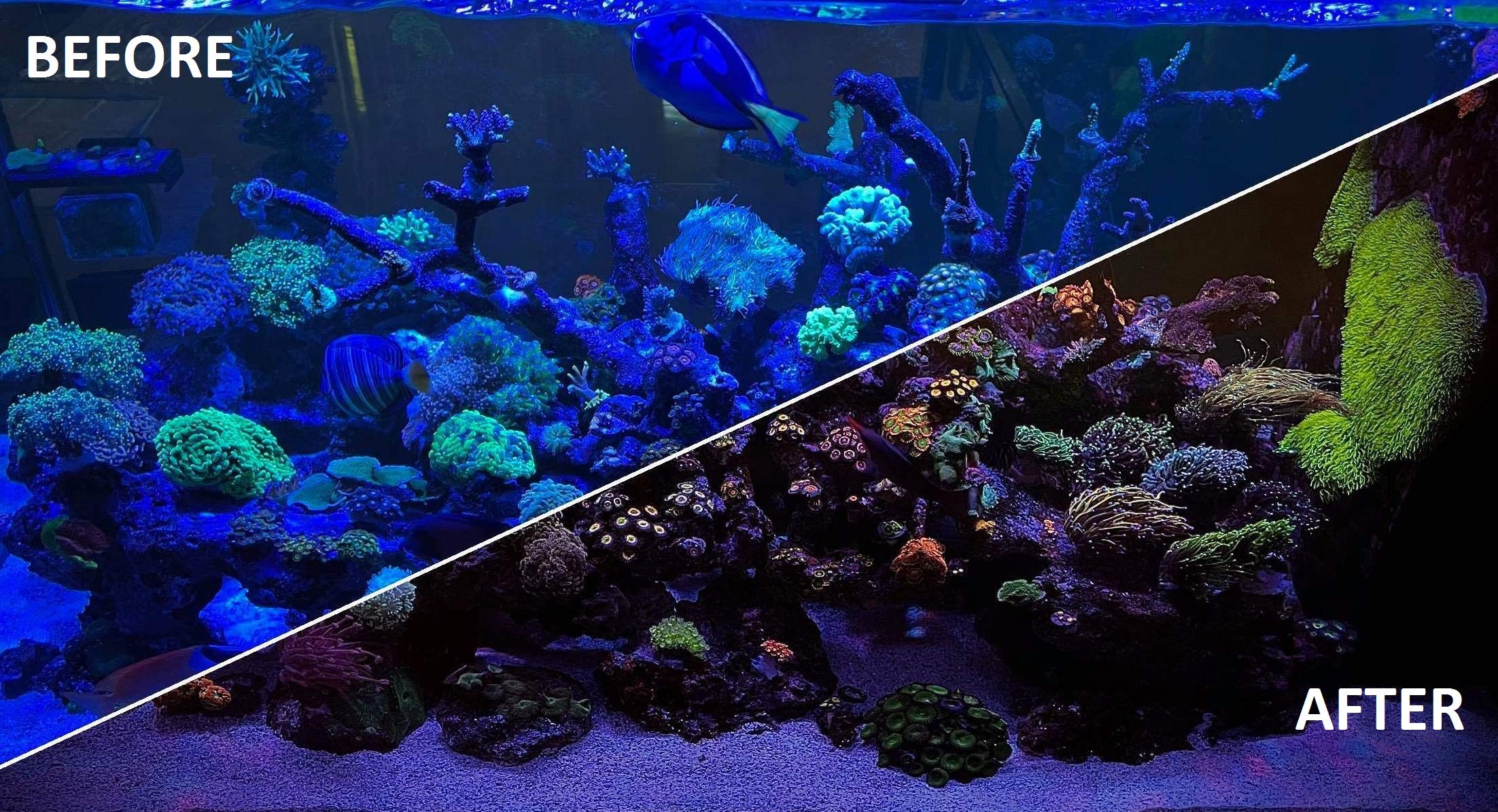 Kraken Reef UV Coral Viewing Glasses ideal for store visits to preview corals.