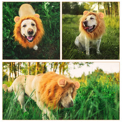 Kreyfer dog lion mane costume front view captures a fluffy, photogenic mane.