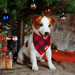 Kreyfer holiday pet photoshoot accessory adds festive charm.