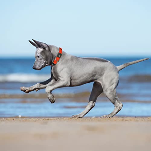 KRUZ Pet large daily-walk-use image shows everyday comfort and reliability.