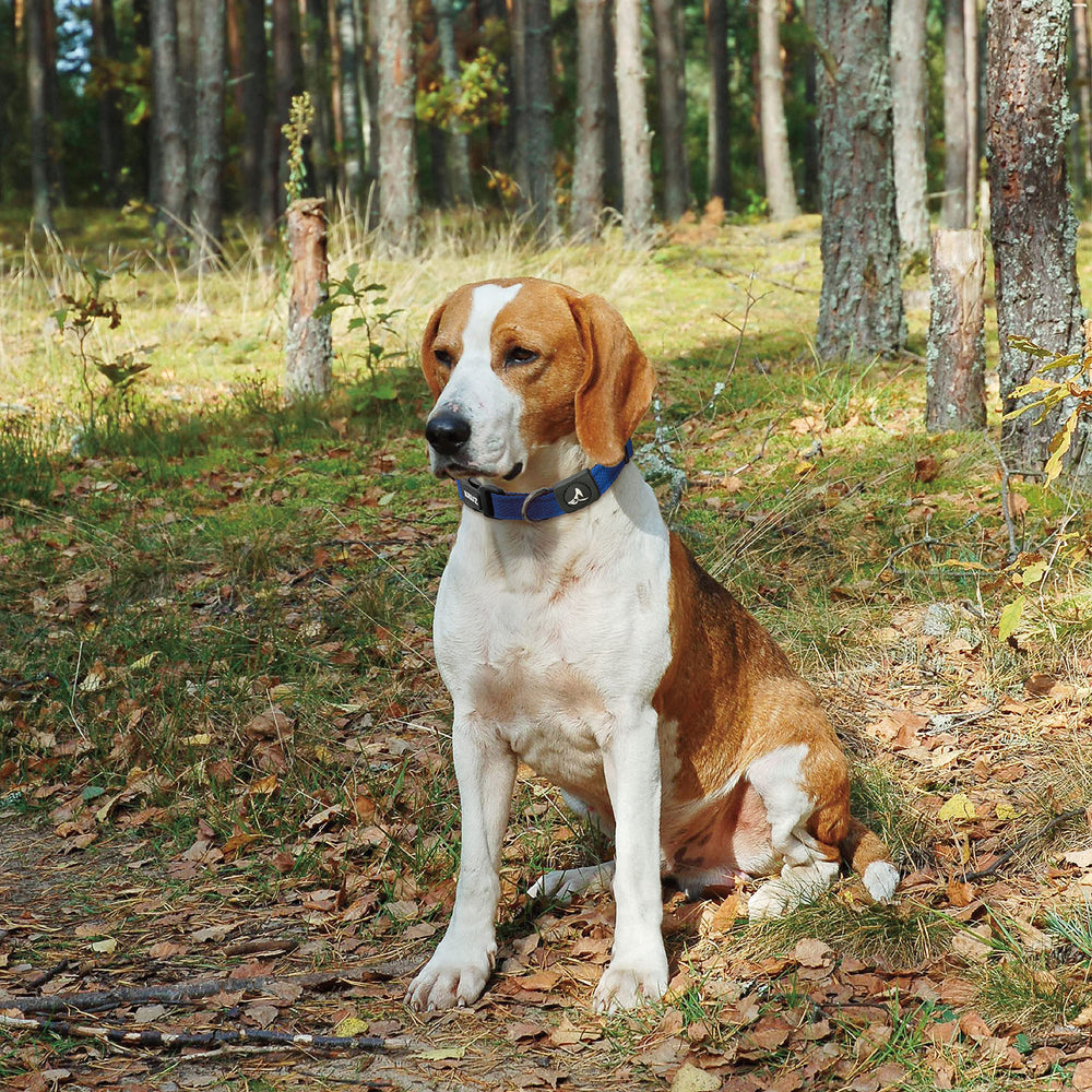 KRUZ PET small-dog-collar durable strap supports daily wear