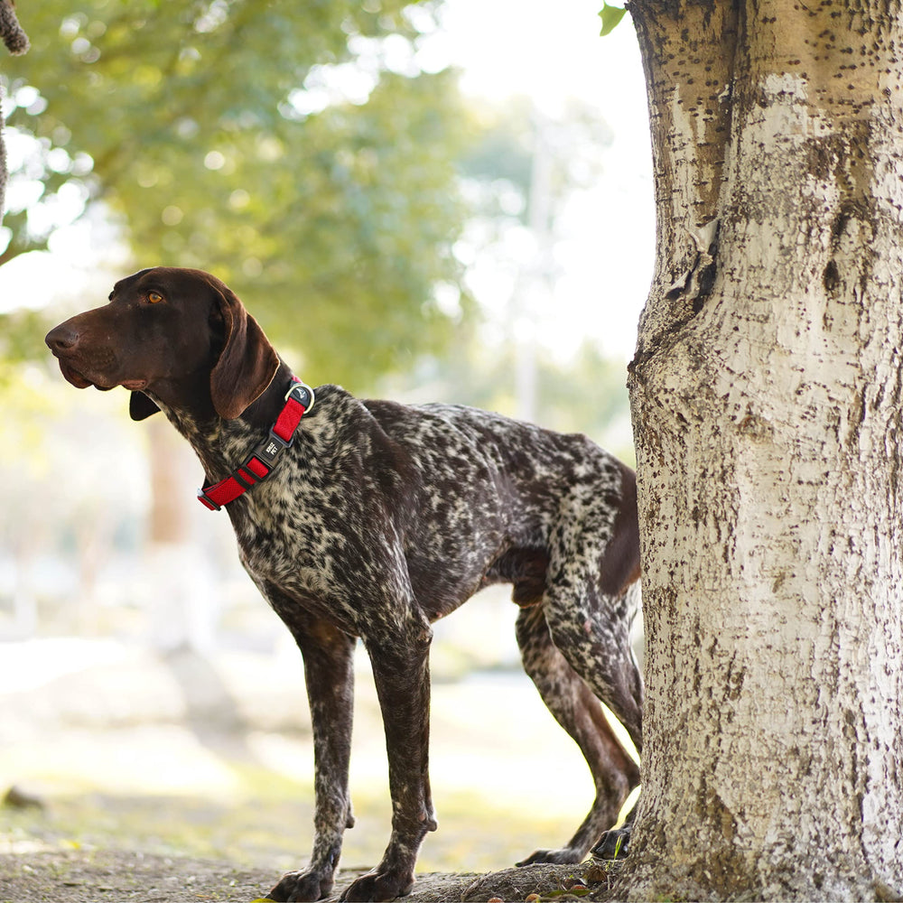 KRUZ PET small-dog-collar soft padded lining reduces neck irritation