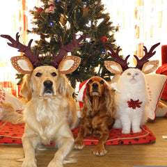 KUDES three-size adjustable headband, fits small to medium pets with elastic and buckle.