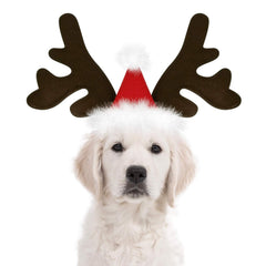 KUDES dog Christmas reindeer antlers headband front view for festive look