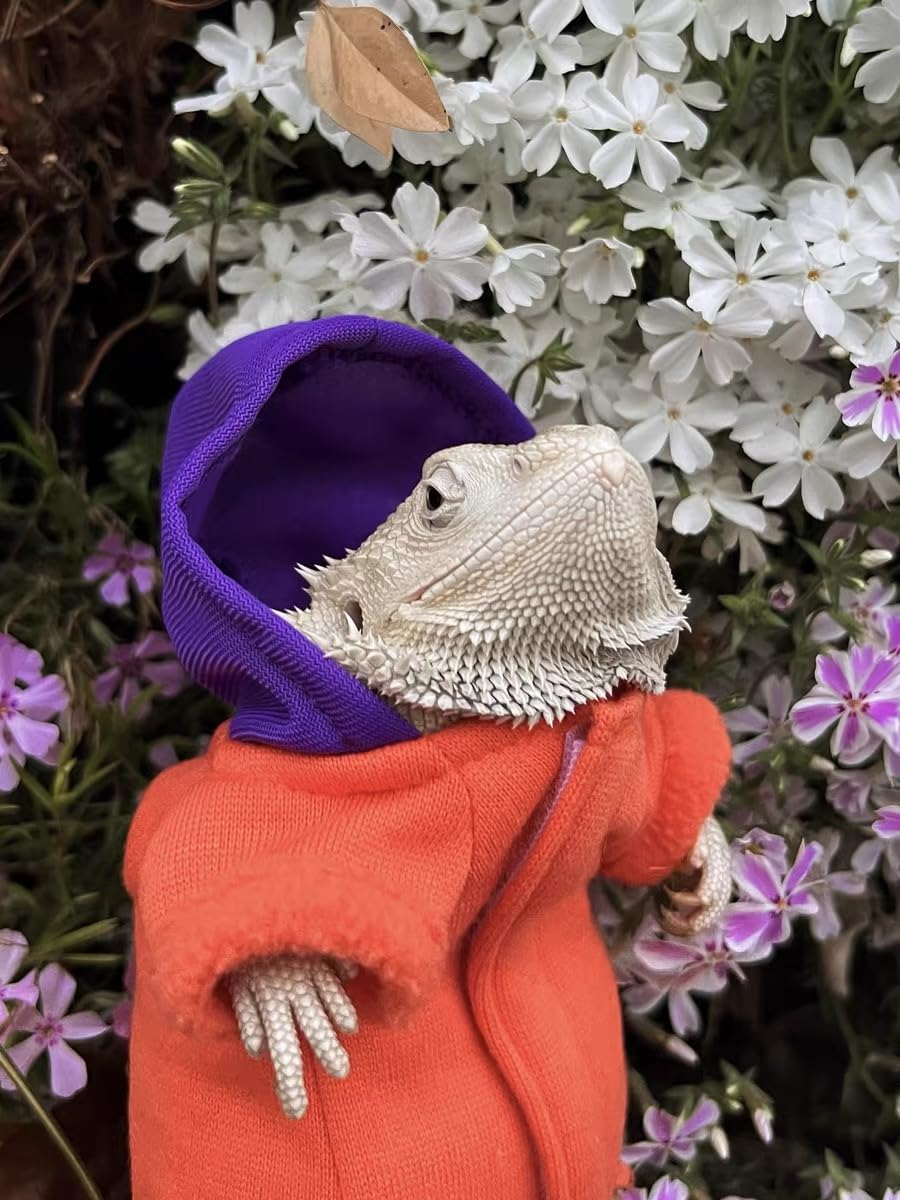 KUNBIUH lizard hoodie orange action shot shows reptile wearing costume during photos