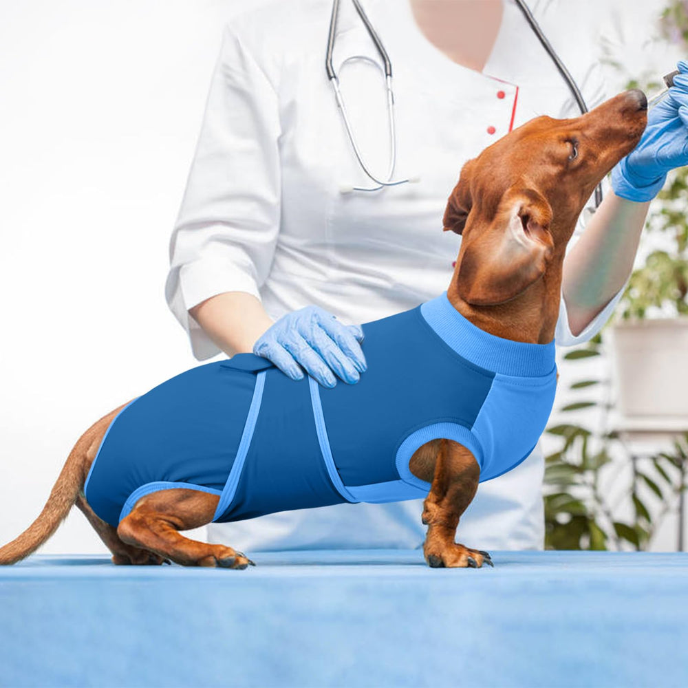 Kuoser dog recovery suit blue on dog-resting demonstrates calm, comfortable recovery in a home setting.
