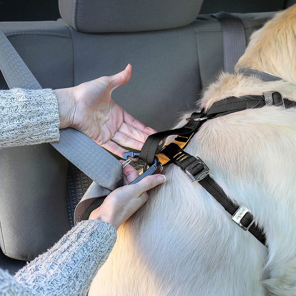 Kurgo dual leash attachments on harness enable walks or no-pull training.