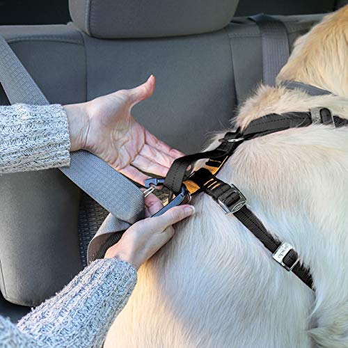 Kurgo Tru-Fit harness on car seat during road trip for stress-free travel.