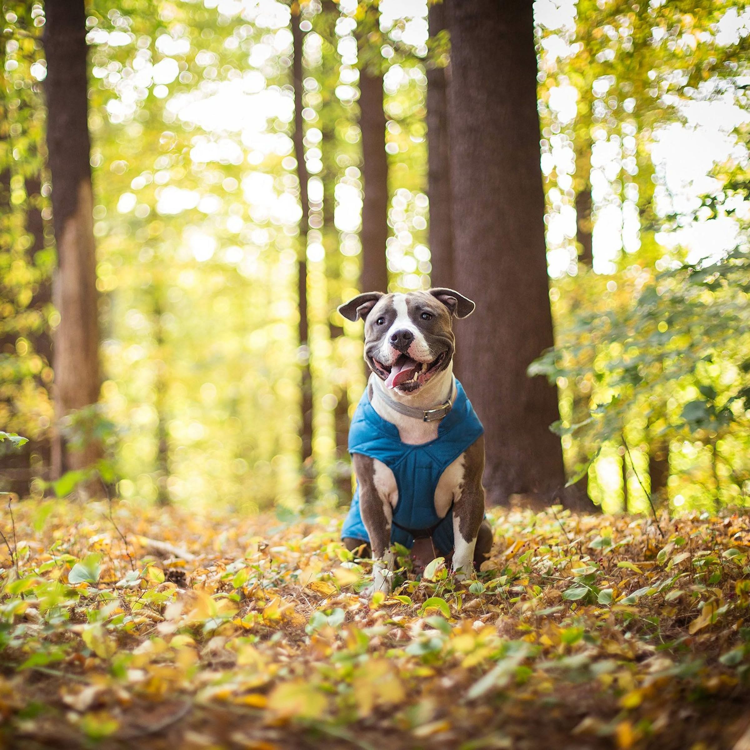 Kurgo Loft Dog Jacket machine washable for quick cleanup after muddy outings