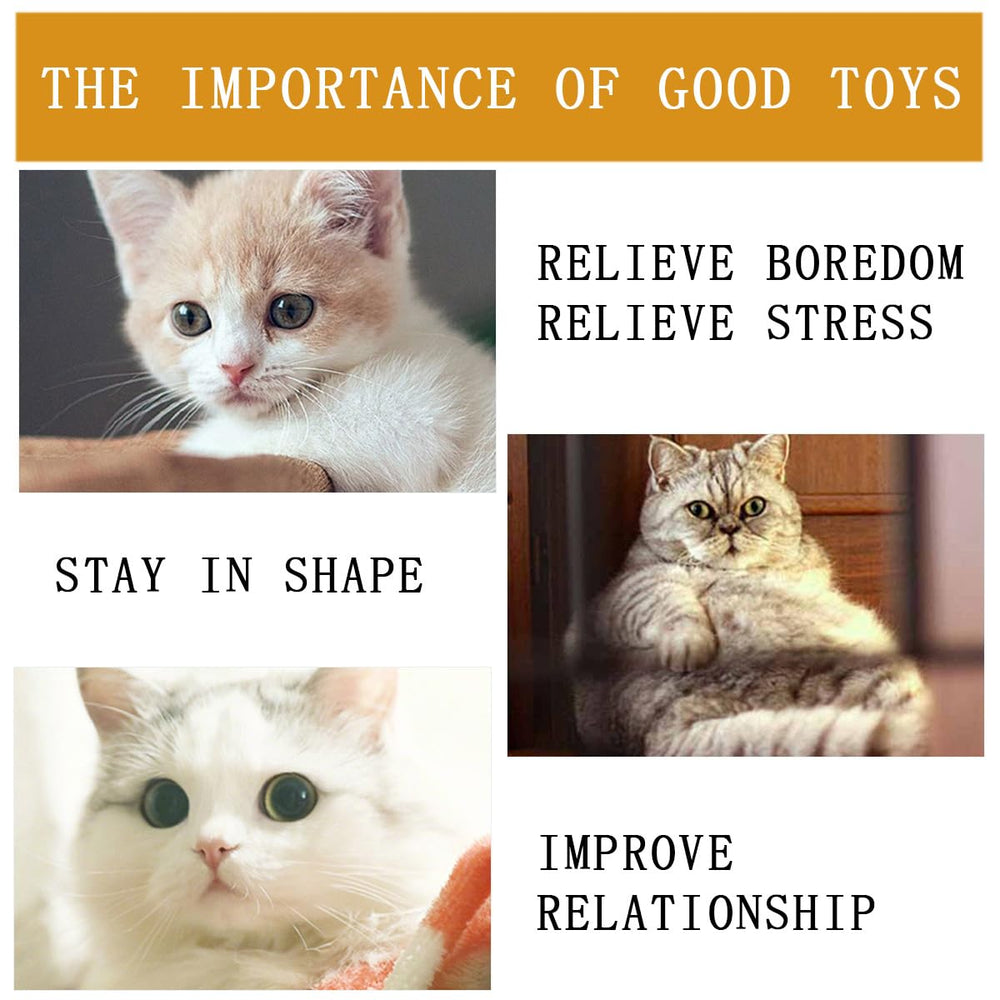 KuuGuu housecat enjoying exercise and interactive play with teasers