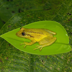 KVZVK green leaf basking platform closeup shows sturdy non-toxic plastic