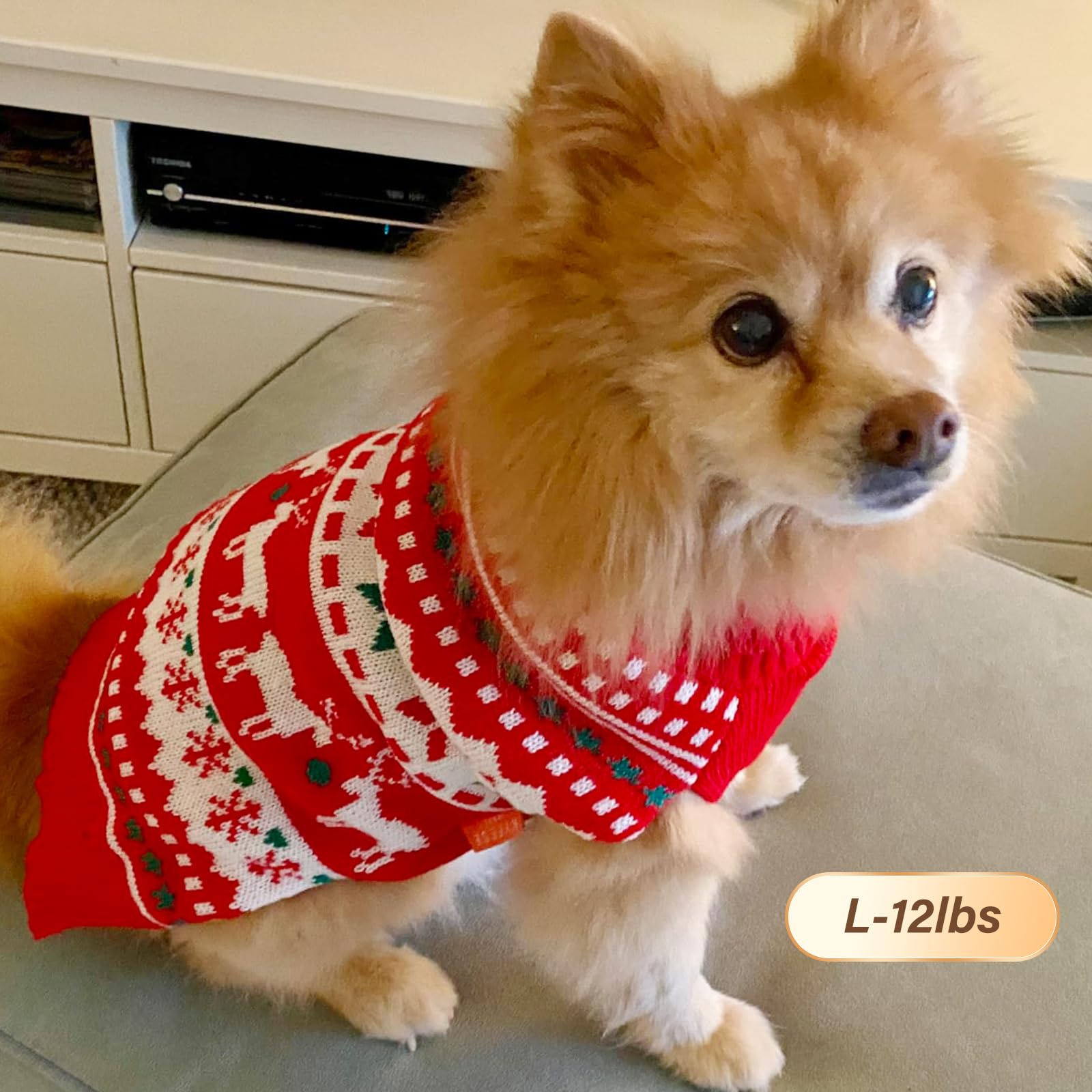 KYEESE dog sweater on urban walk with chic winter style