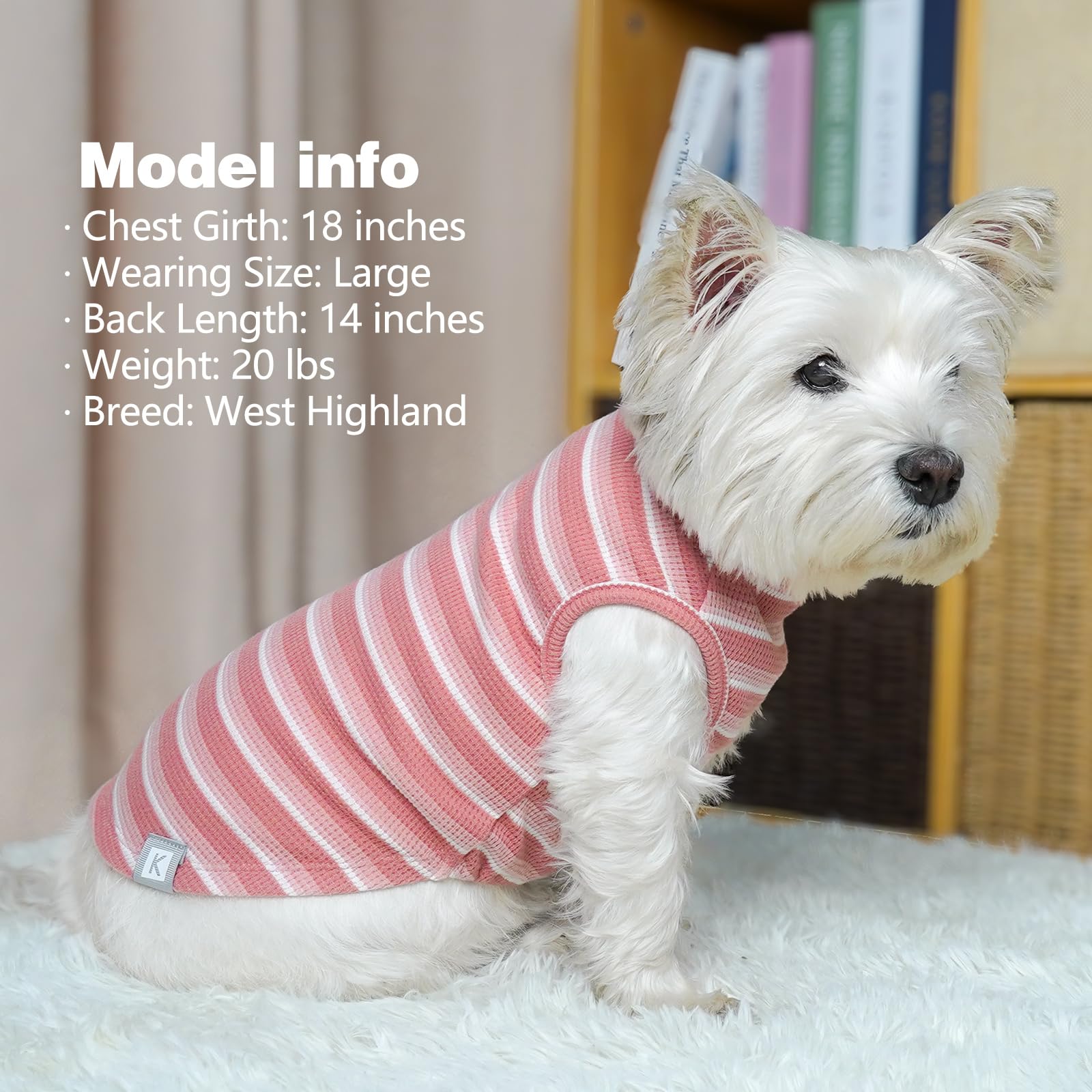 KYEESE small dog wearing shows easy slip-on design.