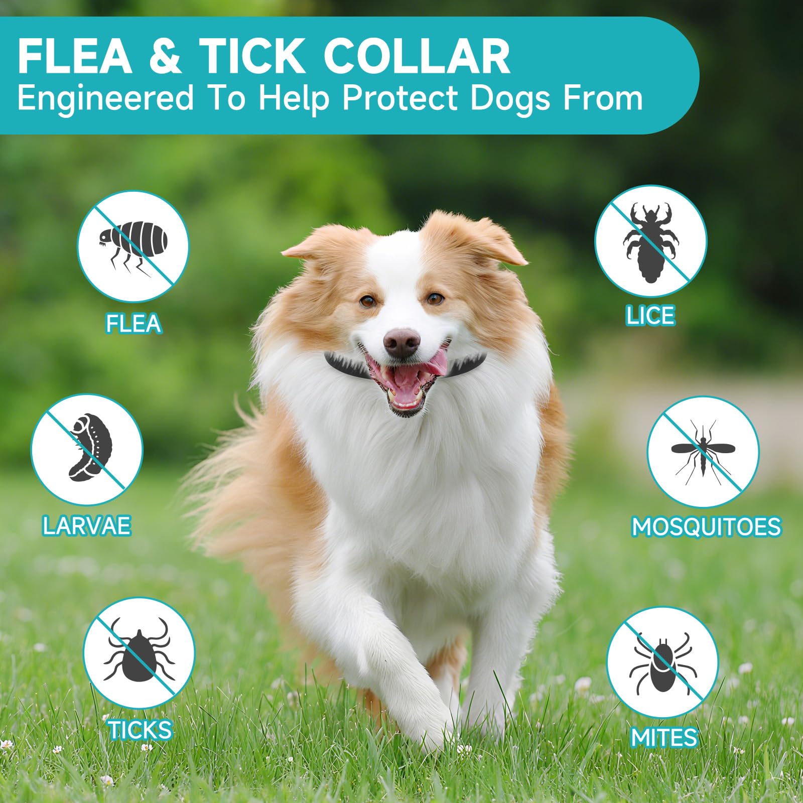 KYGNE adjustable dog flea collar extended to 65 cm for a secure fit.
