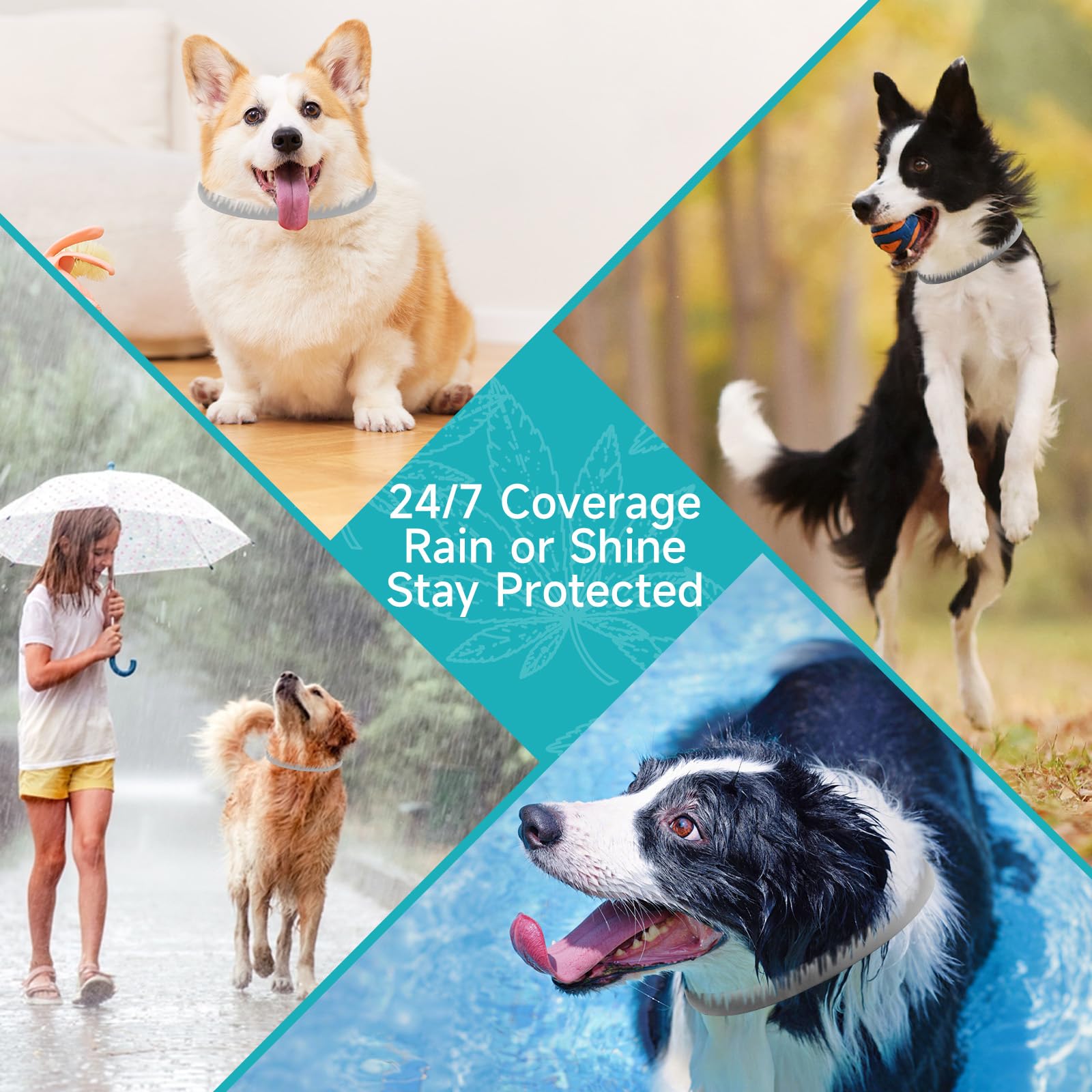 KYGNE dog collar on a dog during a walk and swim demonstrates daily convenience.