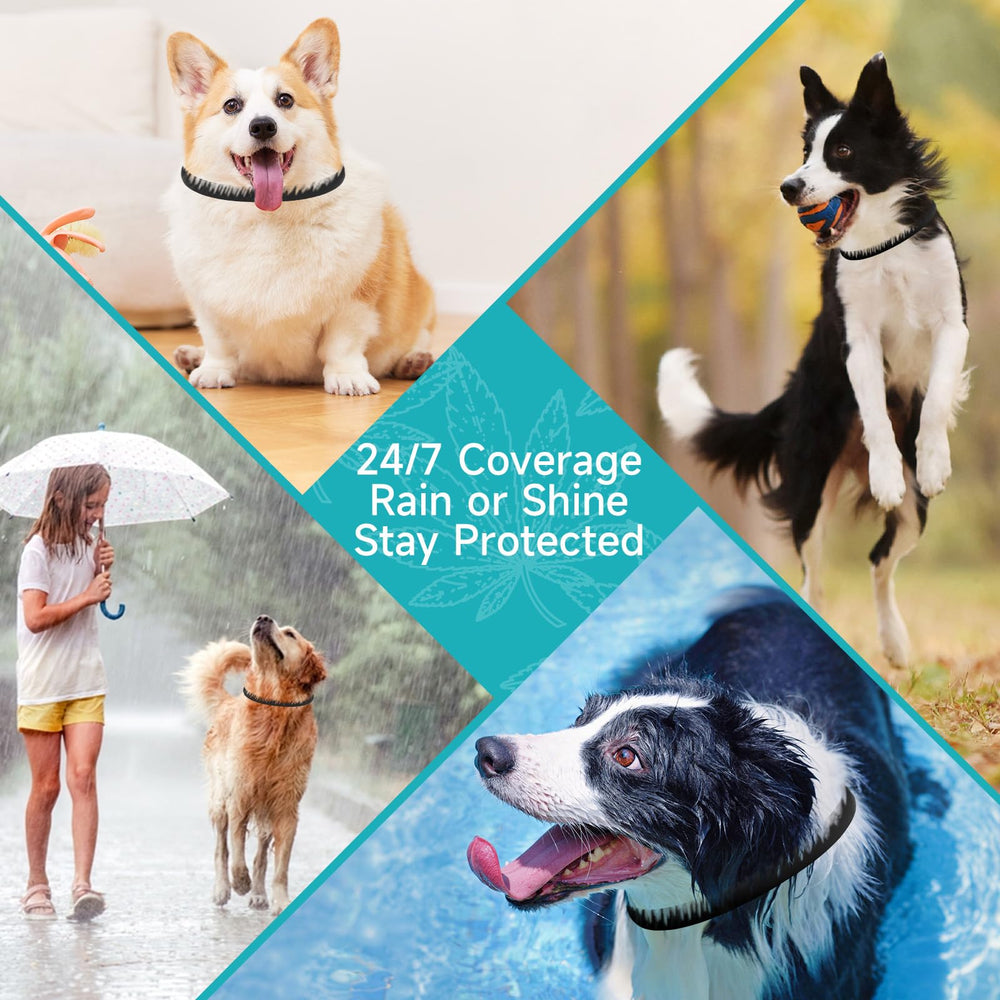 KYGNE dog collar seen in wet conditions to showcase water resistance.
