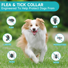 KYGNE waterproof dog flea collar demonstrated for outdoor activities and moisture resistance.