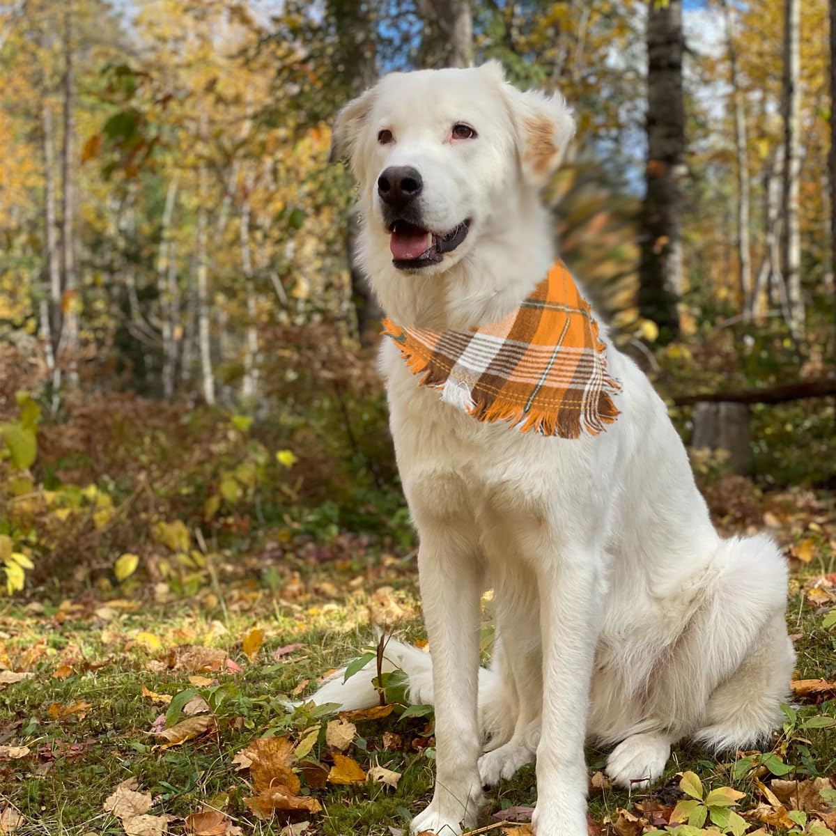 Kytely travel-ready dog bandana supports easy care after adventures
