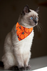 KZHAREEN fall-cat-collar-bandana-bell-3 highlights the bell for pet location during daily activities