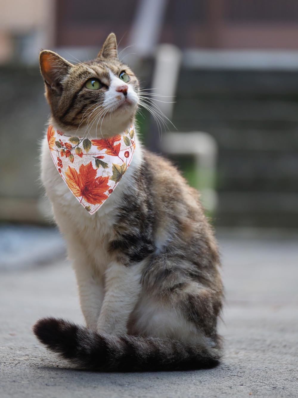 KZHAREEN fall-cat-collar-bandana-bell-4 presents soft cotton bandana texture for autumn styling
