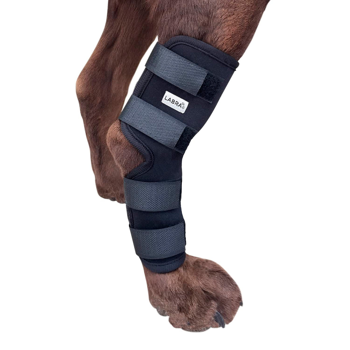Labra dog rear leg hock wrap closeup for secure hind leg support.