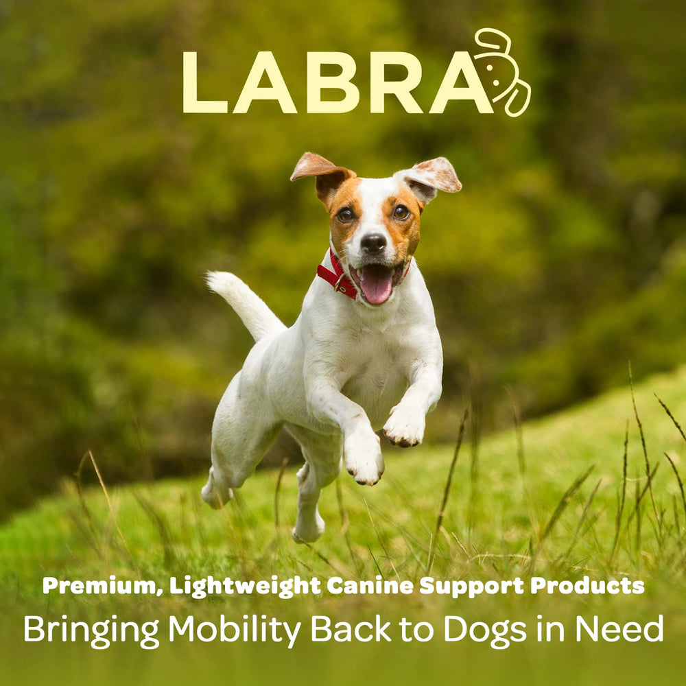 Labra dog rear leg hock wrap comfort fit reduces leg strain.