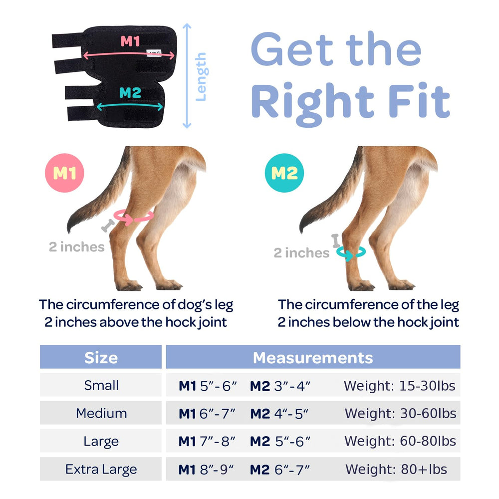 Labra dog rear leg hock wrap on dog during walk supports mobility.