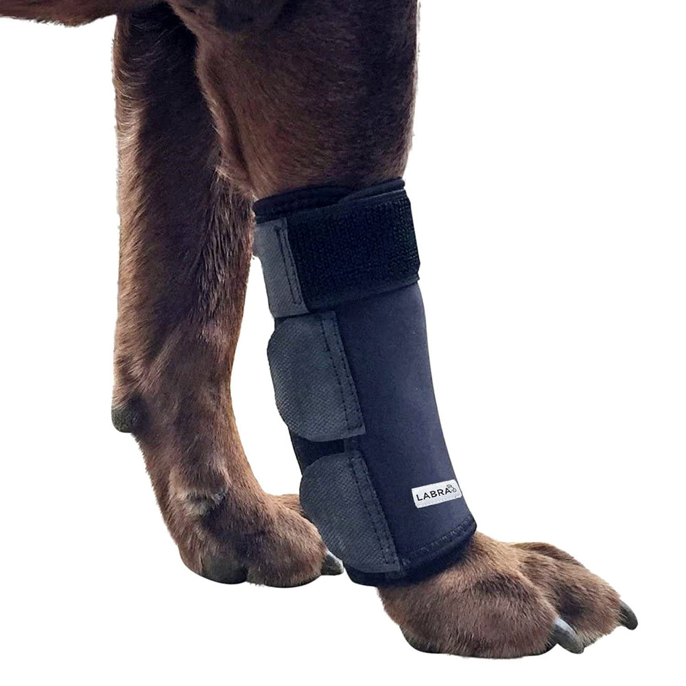 Labra faja frontal para perro con ajuste cómodo para movilidad diaria.