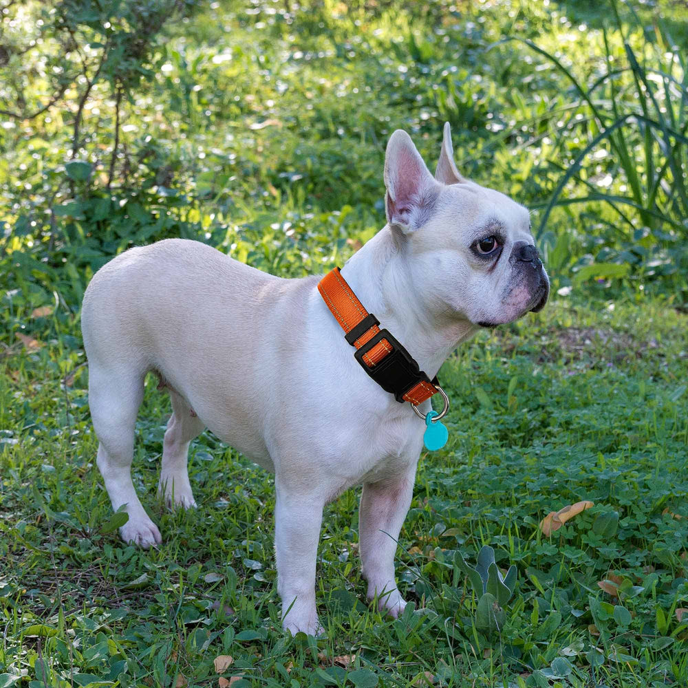 Ladoogo adjustable nylon dog collar enables easy fit for growing pups.