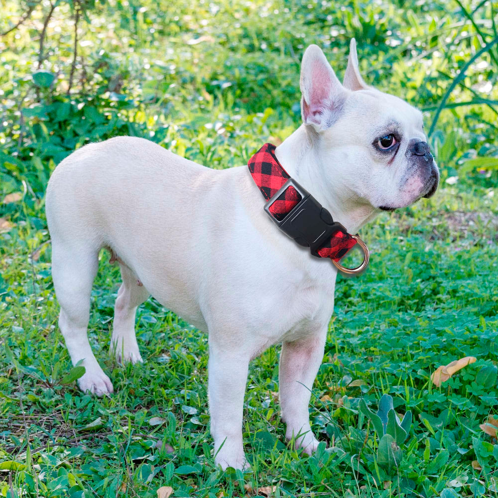 Ladoogo durable-metal-buckle collar with rust-proof hardware for daily use.
