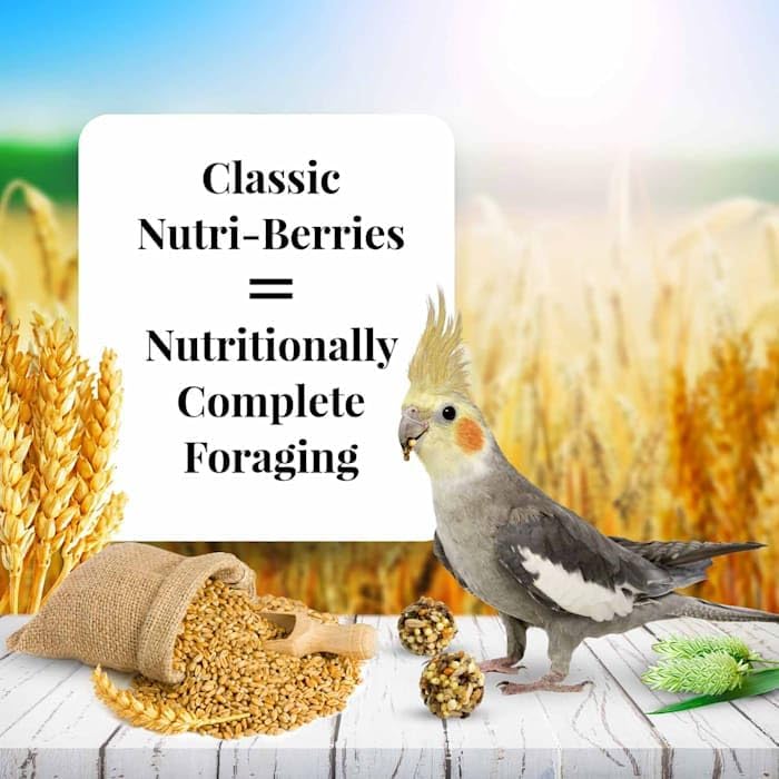 Lafebers Nutri-Berries bowl shows easy at-home feeding for cockatiels.