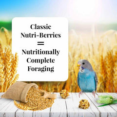 LAFEBER'S Nutri-Berries parakeet eating scene highlights easy-to-grab bites