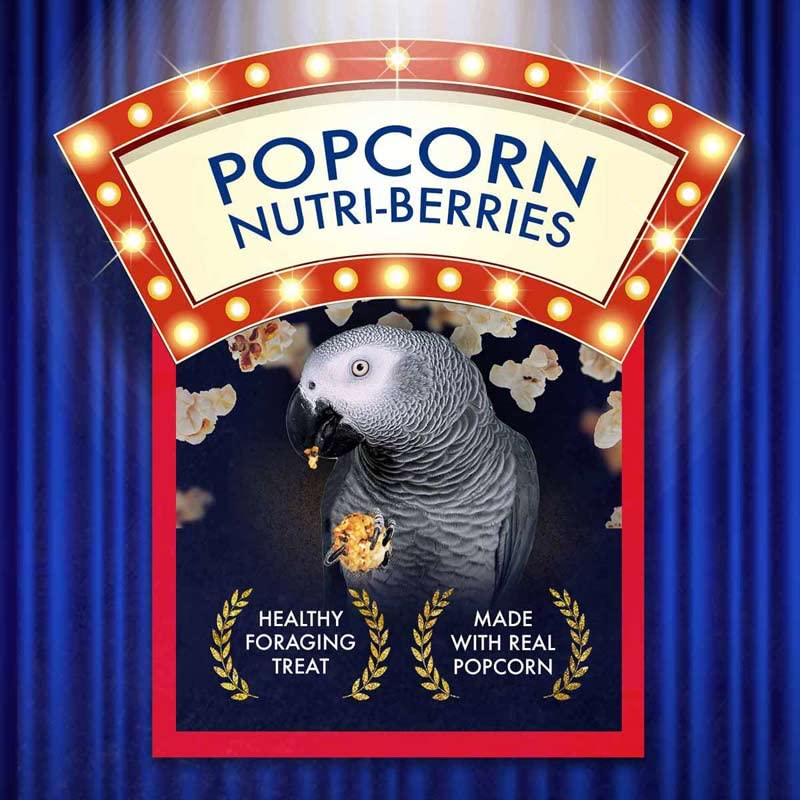 LAFEBER'S Popcorn Nutri-Berries parrot enjoying snack in a perch.
