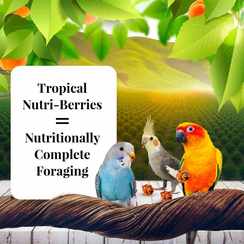 LAFEBER'S Nutri-Berries in a bird bowl promotes foraging and interactive feeding.
