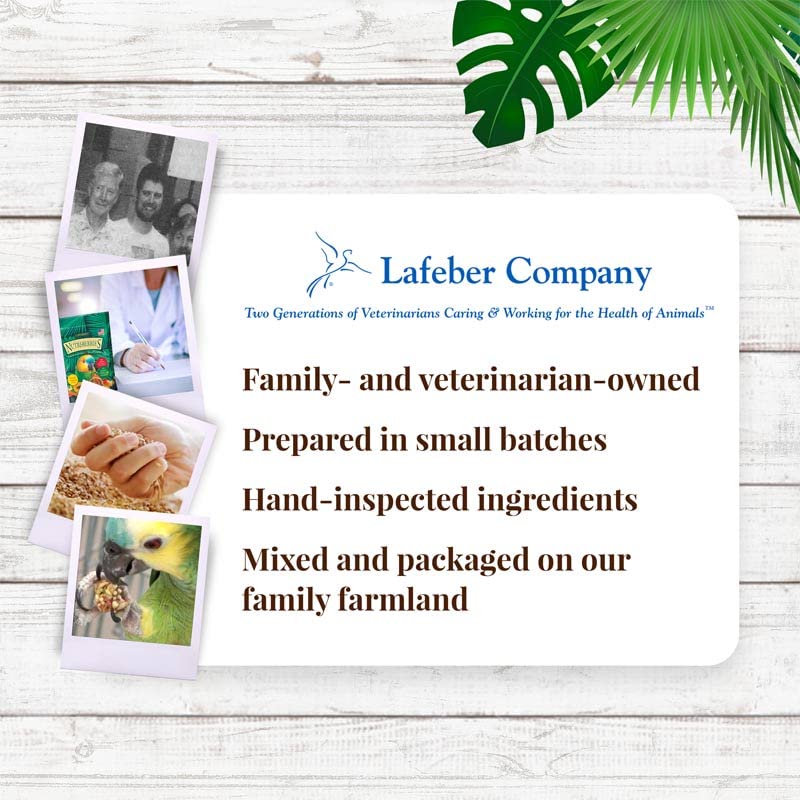 Parrot enjoying LAFEBER'S Nutri-Berries, showcasing enrichment and flavorful snacking.