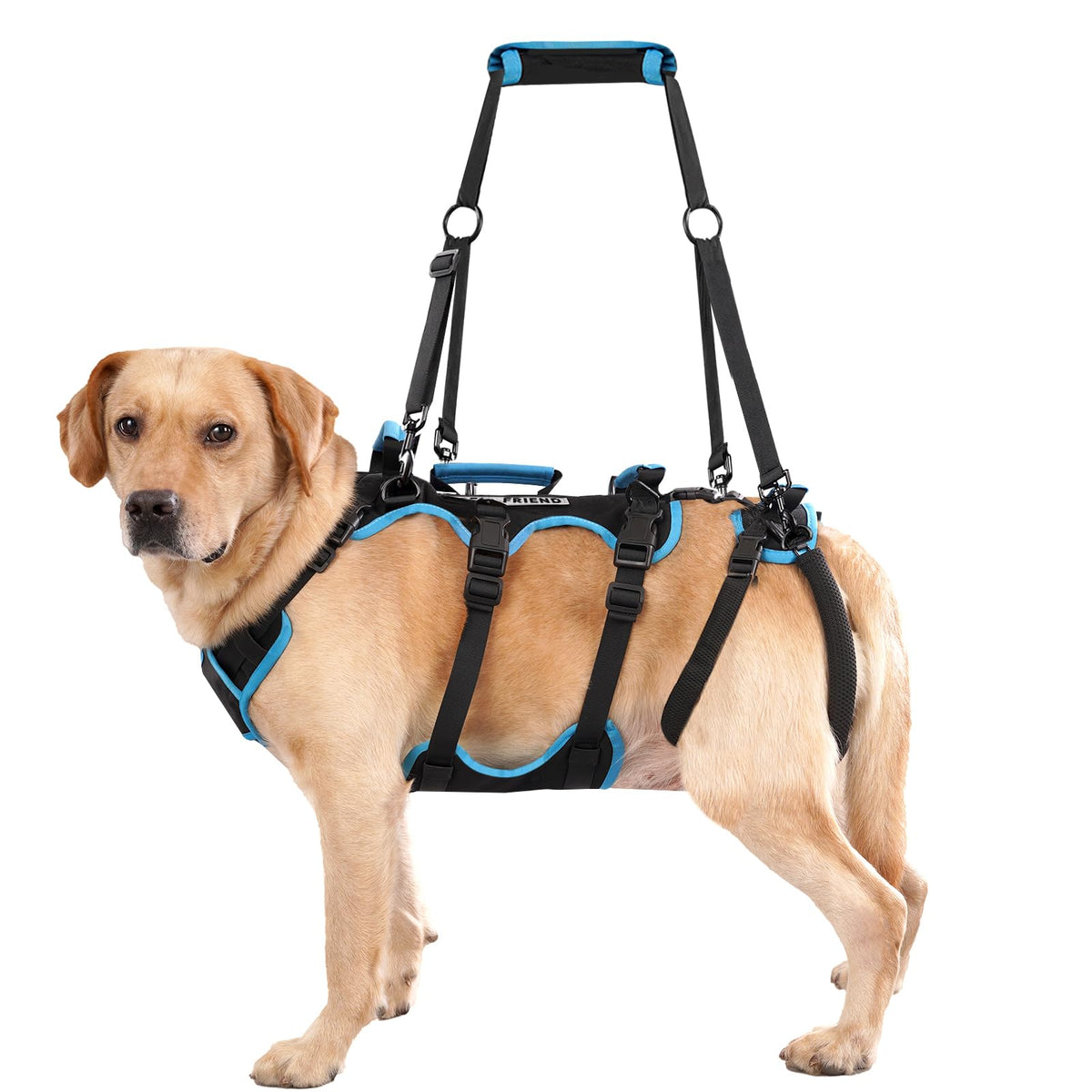 Lafoty dog lift harness front view shows secure fit for large dogs during transfers.