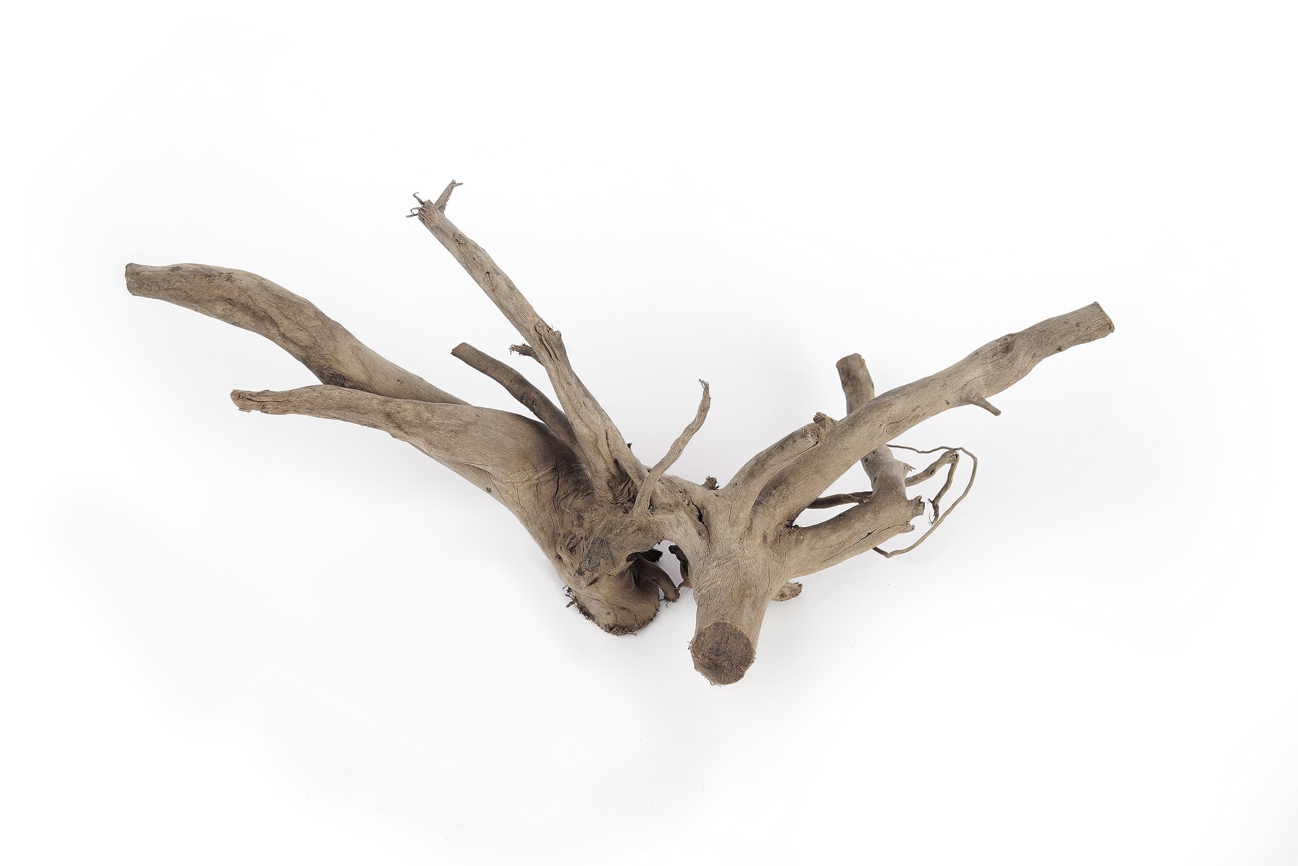 LANDEN Spider Wood branch serves as a decorative focal point and hiding spot