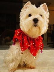 Lanyarco Bling Jingle Bell Collar on a cat, ideal for family holiday portraits.