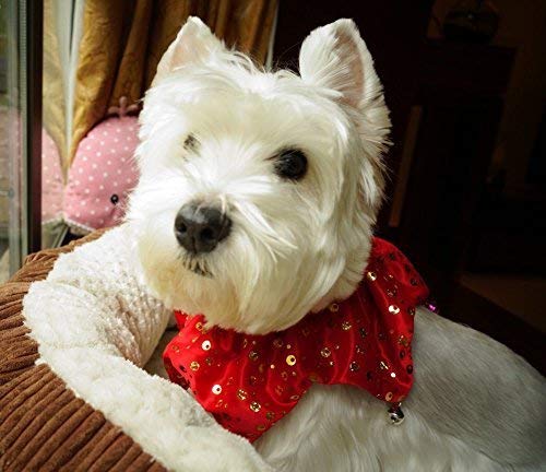 Lanyarco Bling Jingle Bell Collar on a dog, adds festive charm for parties.