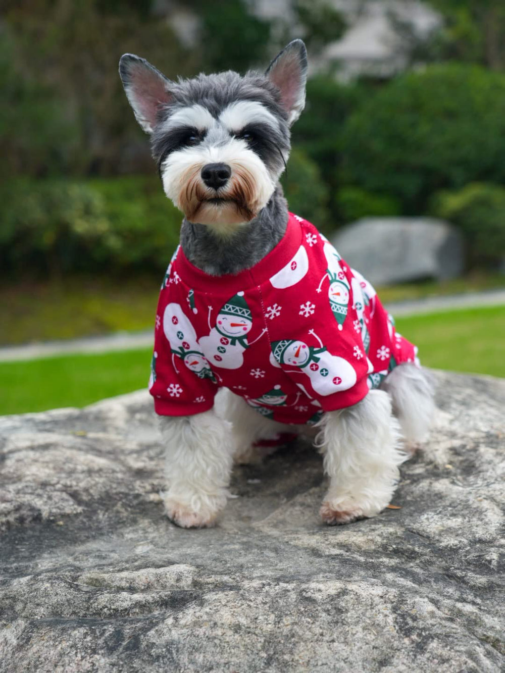 Lanyarco size guide image explains chest and neck measurements to fit small dogs.