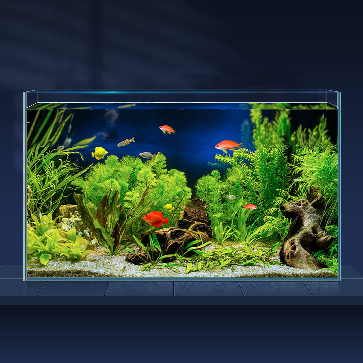 LAQUAL 10-gallon ultra-clear rimless tank front view offers crystal clarity for vibrant scenes