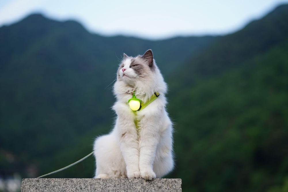 LaRoo USB-C charging view shows quick recharge for long evening walks.