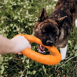 LaRoo Floatable orange frisbee in dog's mouth during catch