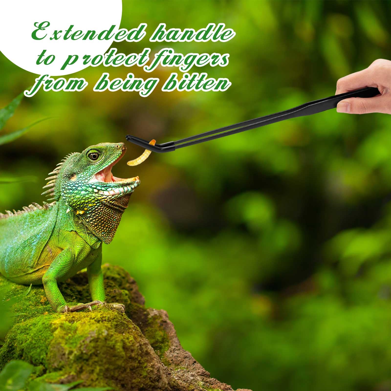 Lasnten feeding tongs in use with a bearded dragon for safe feeding.