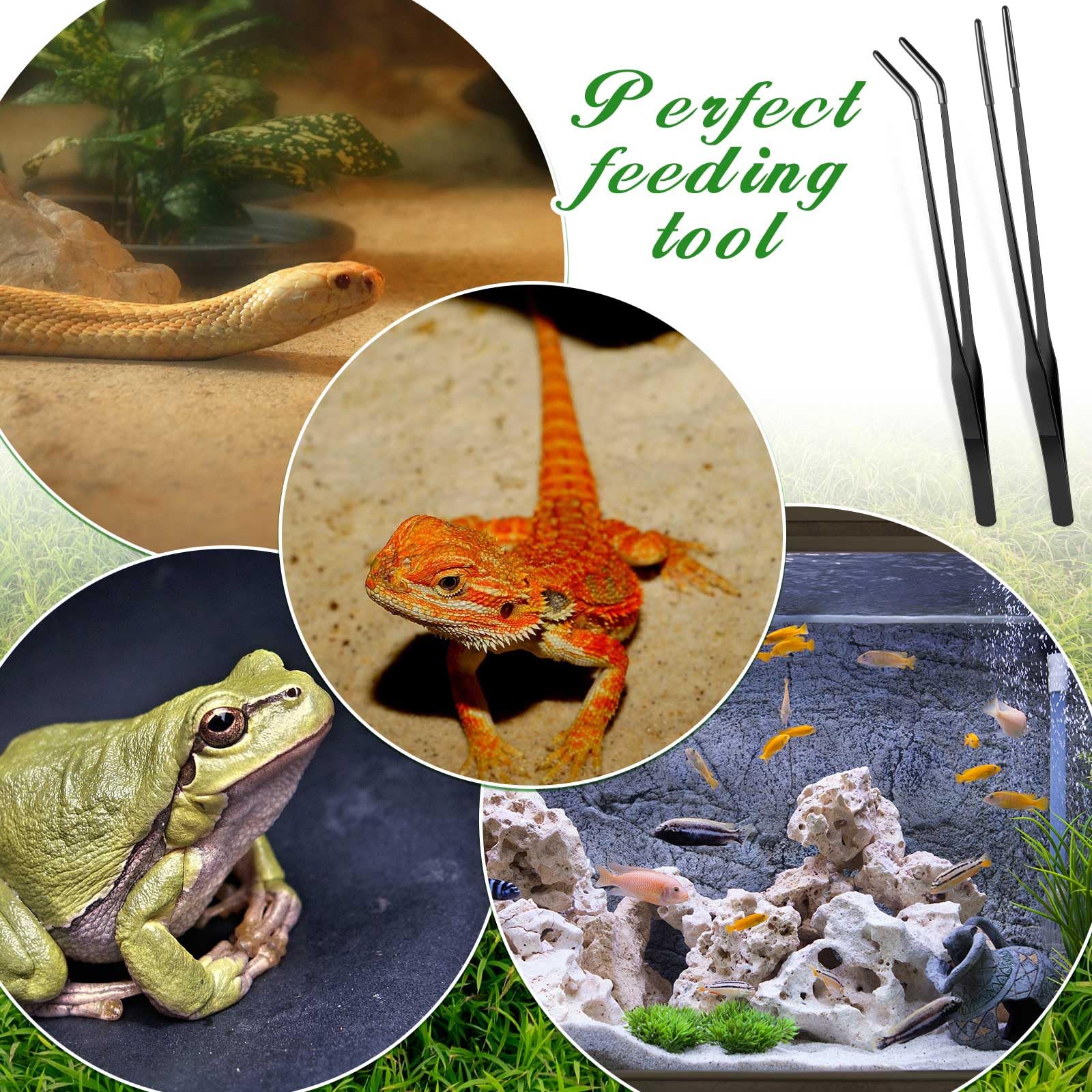 Lasnten worm-handling reptile tongs enable precise prey placement.
